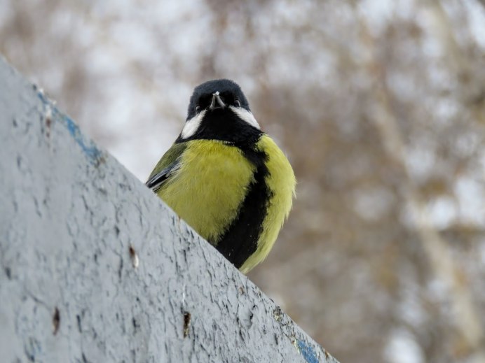 Синица Московка и лазоревка