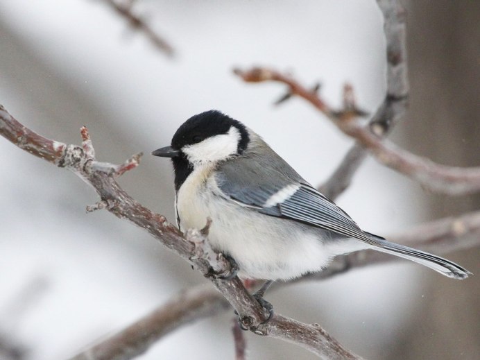 Лазоревка серая
