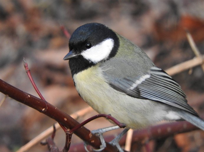 Синичка, поползень, пухляк