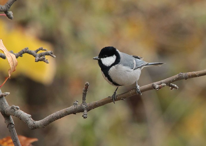 Синичка на сосульке