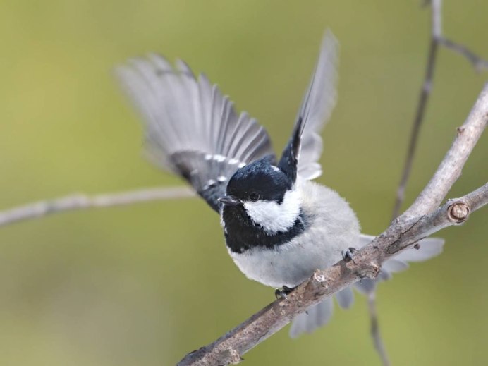 Князек Алтайский
