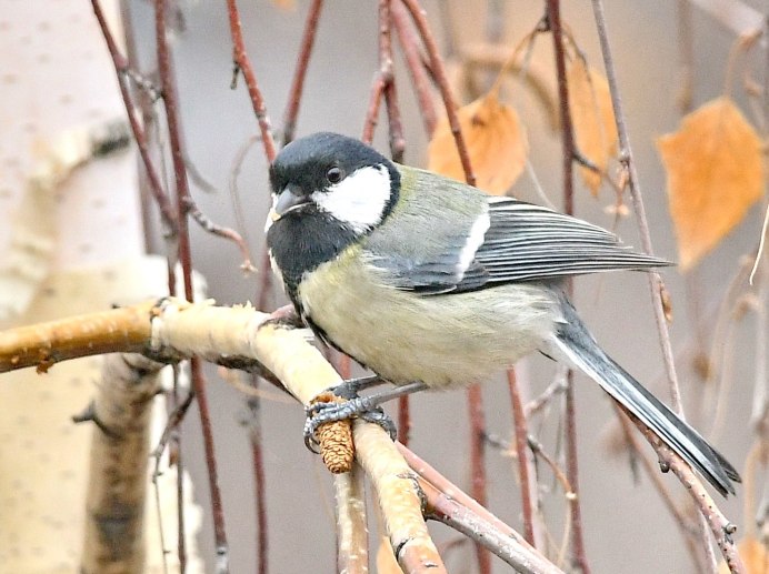 Синичка неврастеничка