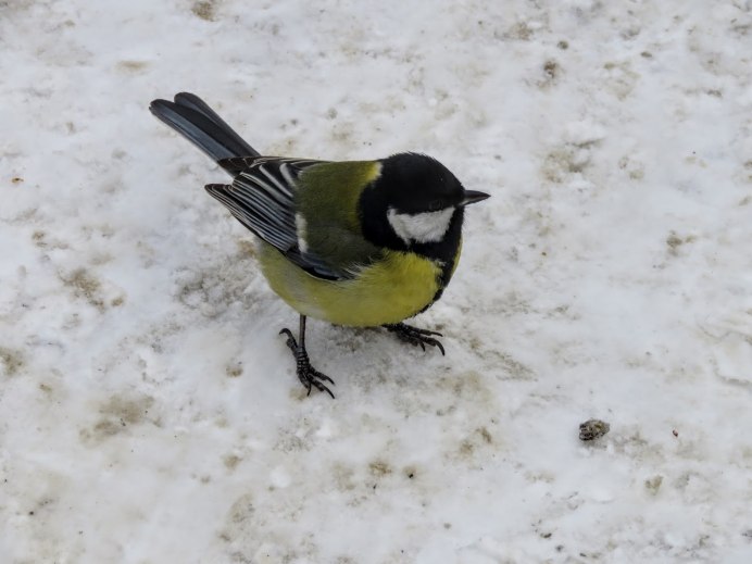 Капюшонная синица