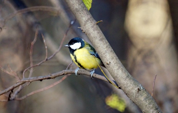 Синица серая маленькая