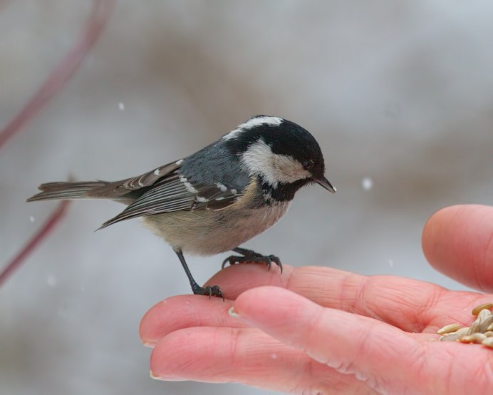 Черная синица Московка