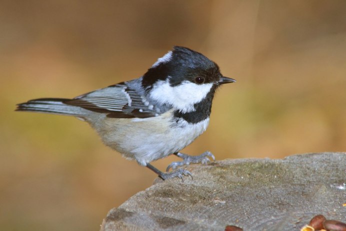 Птичка с желтой грудкой и черной полосой