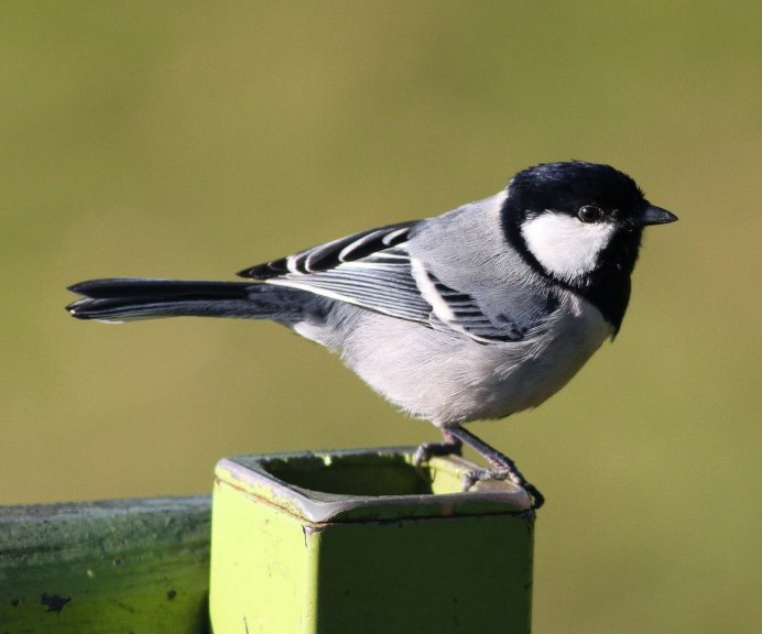 Серая синица