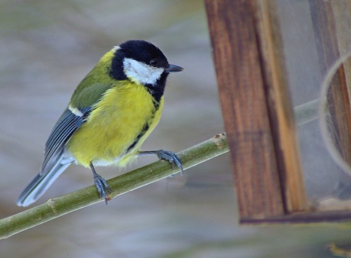 Синица с белой грудкой для детей