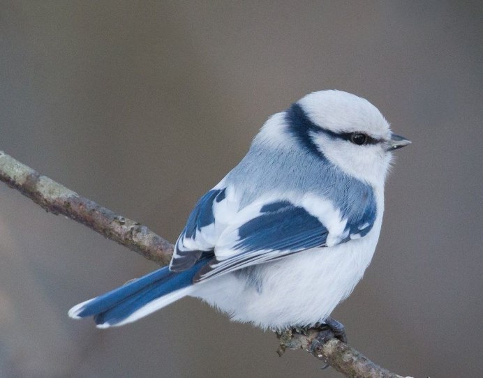 Ополовник птица