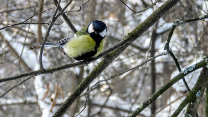 Серая лазоревка птица
