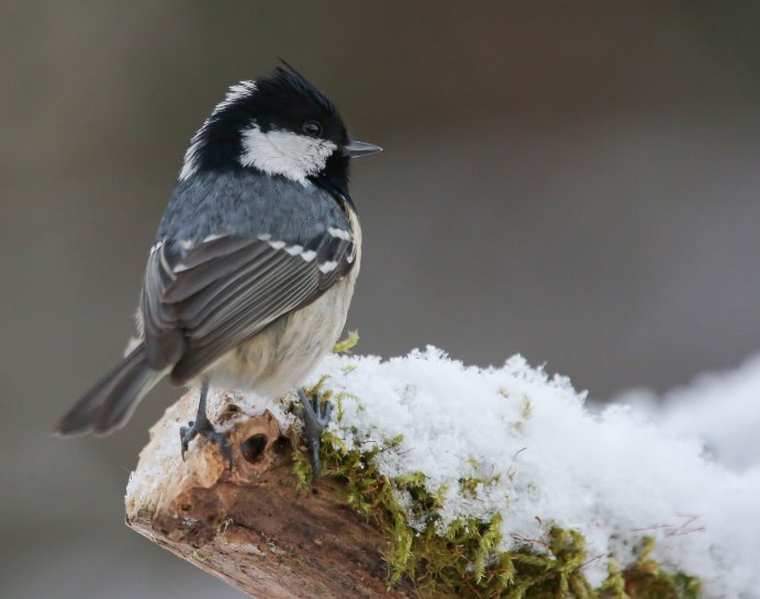 Серая синица