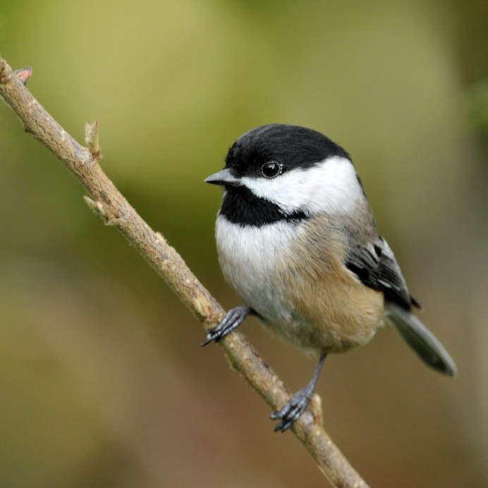 Черношапочная синица