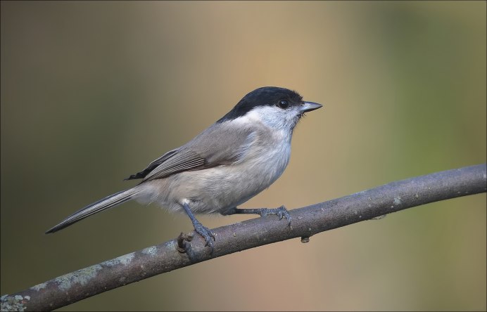 Птичка похожая на синицу