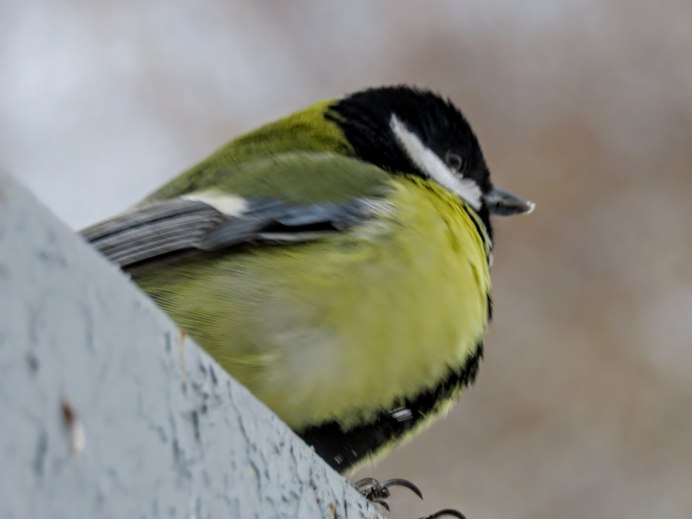 Серая синица