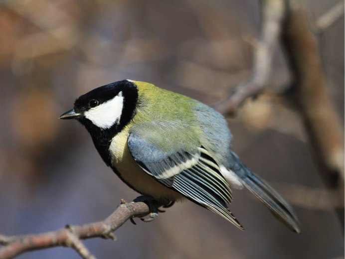 Птица с черной шапочкой