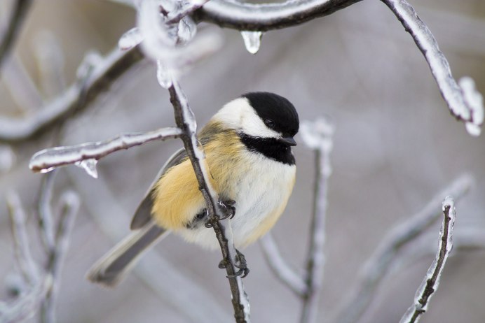 Синицы Узбекистана