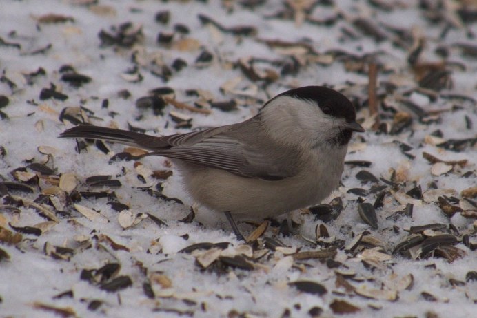 Ласточка Московка