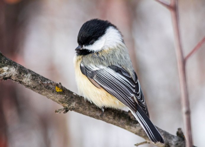 Длиннохвостая синица