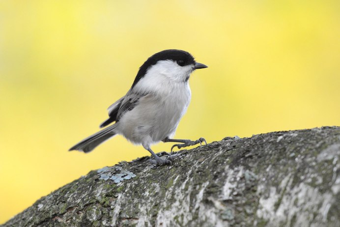 Гаечка птица