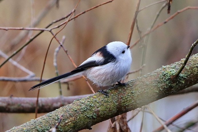 Синица белая лазоревка