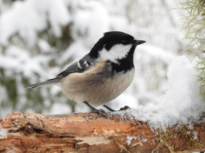 Синица Московка