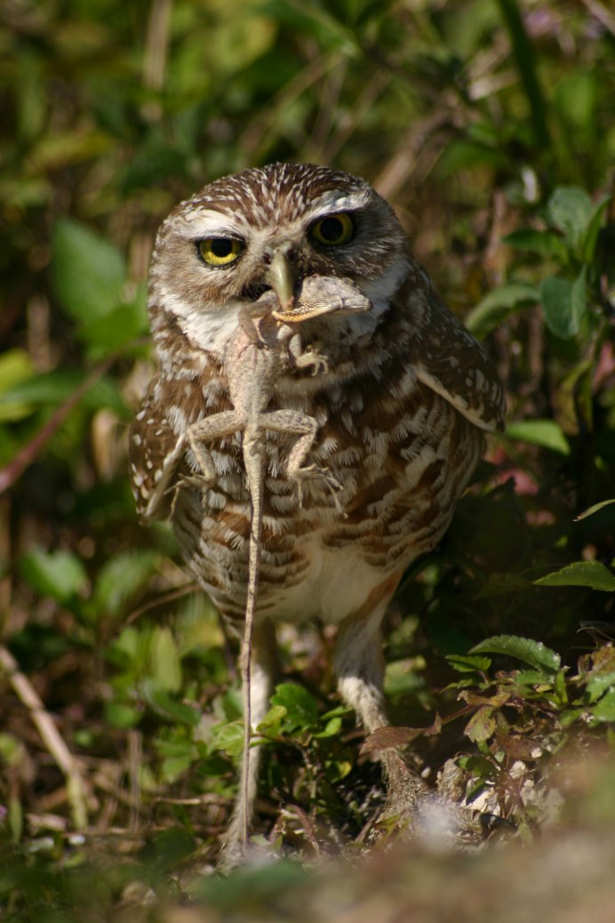 Сыч мохноногий (Aegolius funerсова ушастая (ASIO Otus)eus)