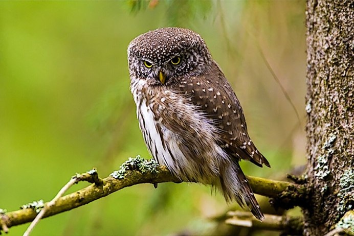 Воробьиный сычик (Glaucidium passerinum)
