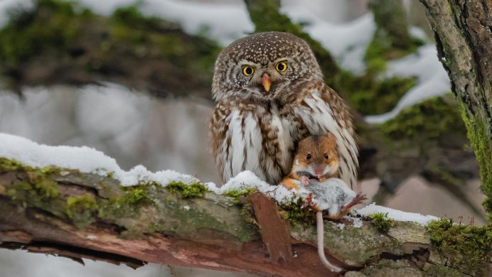 Northern Pygmy Owl