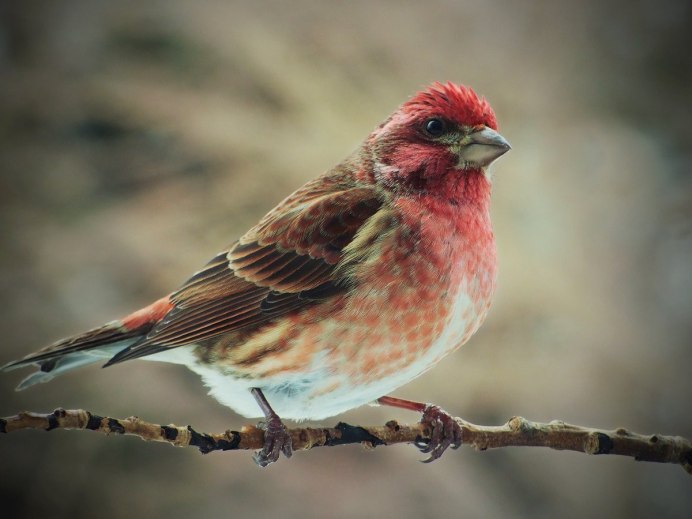 Сибирская чечевица (Carpodacus roseus (Pall.)