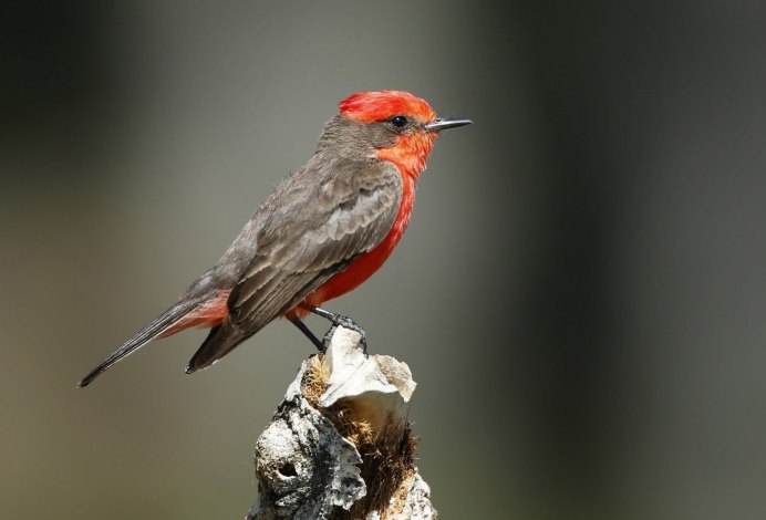 Чечётка (обыкновенная чечётка) (Acanthis flammea (Carduelis flammea))