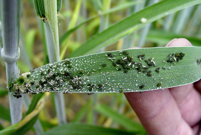 Трипс табачный Thrips tabaci
