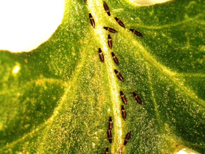 Sitobion avenae