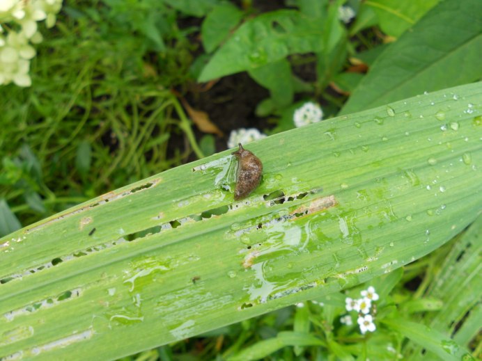 Acyrthosiphon Pisum
