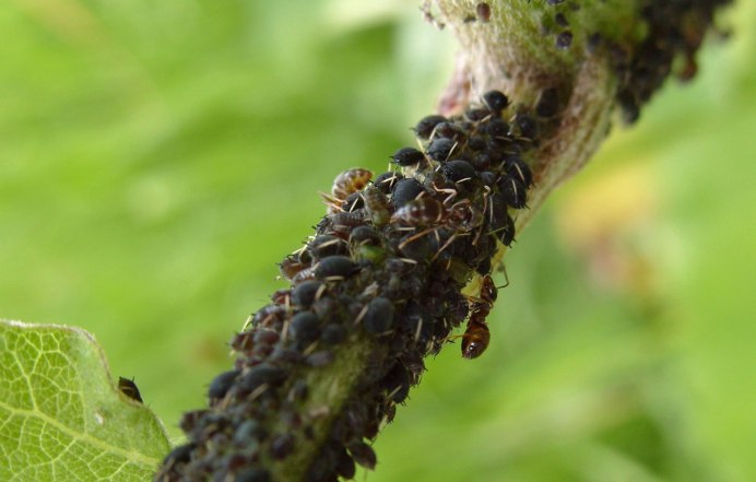 Тля бахчевая (Aphis gossypii)