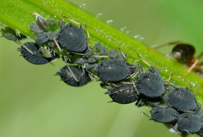 Трипс табачный Thrips tabaci