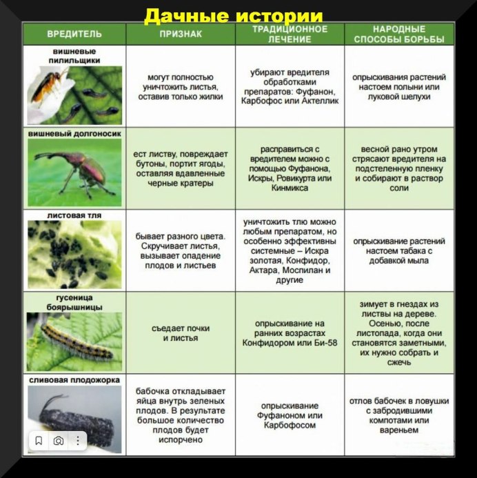 Щитовка, белокрылка