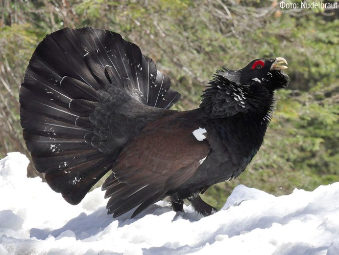Глухарь самка и самец