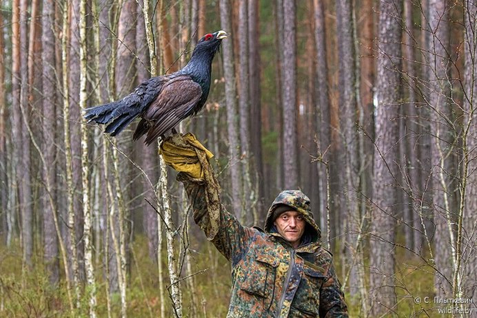 Глухарь и человек