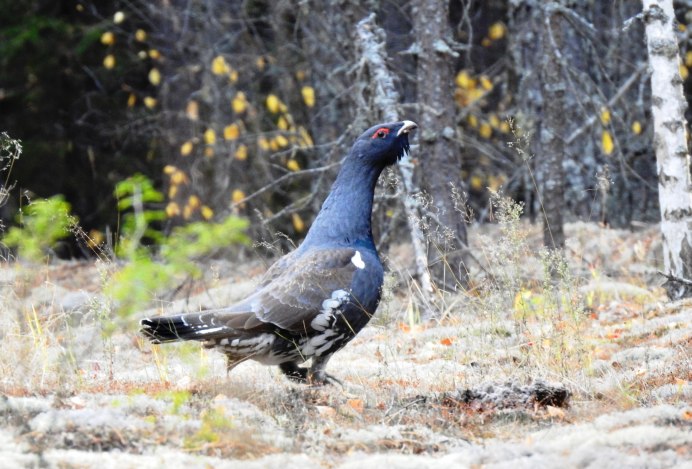 Глухарь на ветке