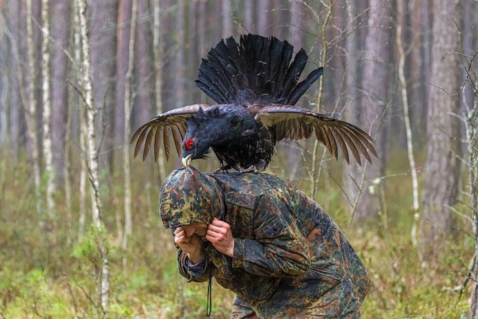 Глухарь птица с человеком