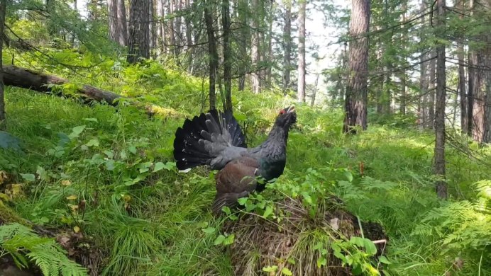 Питомник глухарей