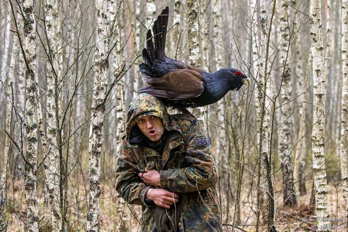 Глухарь токует на дереве