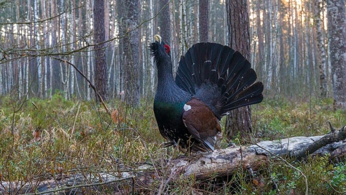Приокско-Террасный заповедник тетерев