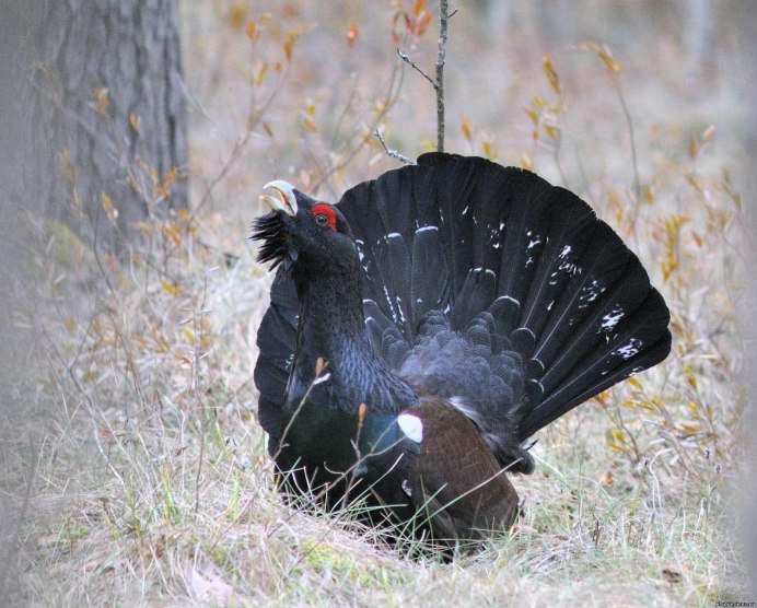 Глухарь (Tetrao urogallus)