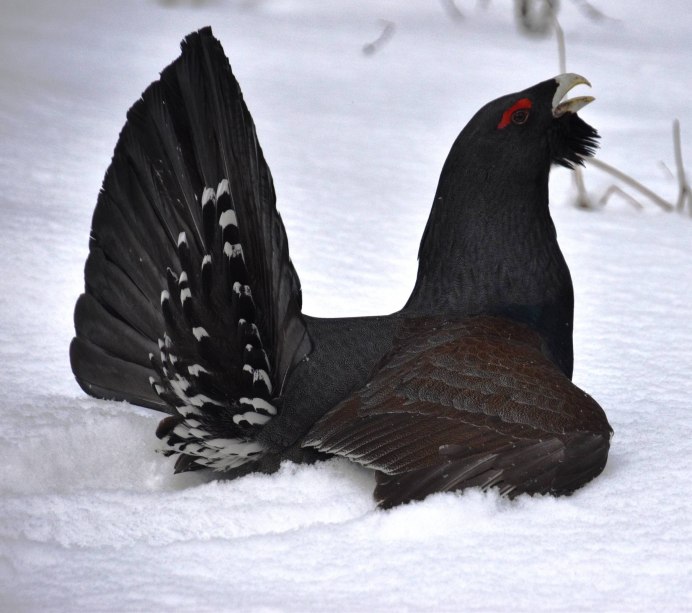 Глухарь фазан