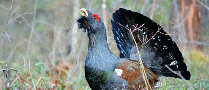 Тайга Сибирь Глухари
