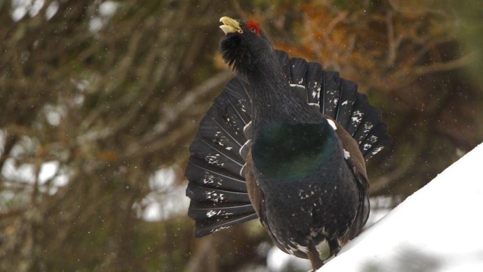 Глухарь в полный рост