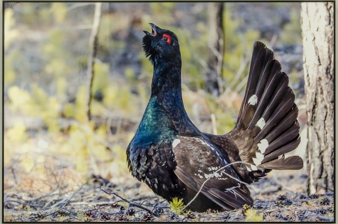 Тетерев в тайге