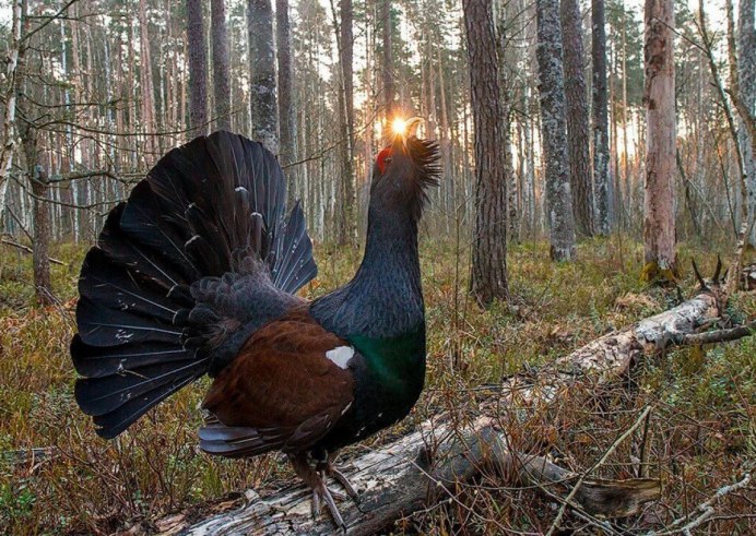 Глухарь (Tetrao urogallus)