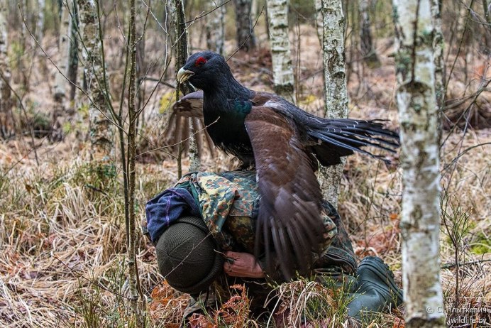 Глухарь птица с человеком